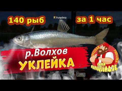 Уклейка • Волхов • Живец • Прокачка до Бутерброда