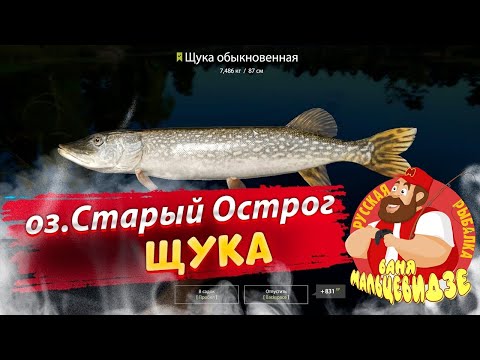 Как поймать трофейную Щуку на Старом Остроге на джерки и воблеры