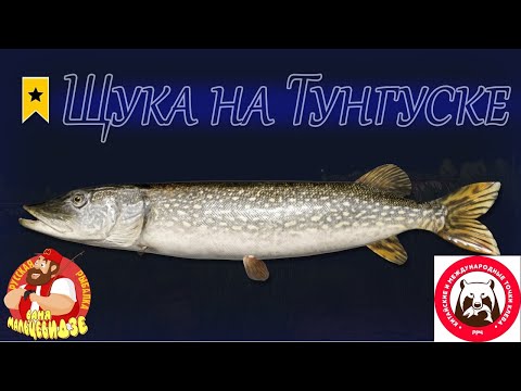 Щука • Нижняя Тунгуска • Ловля на джерки